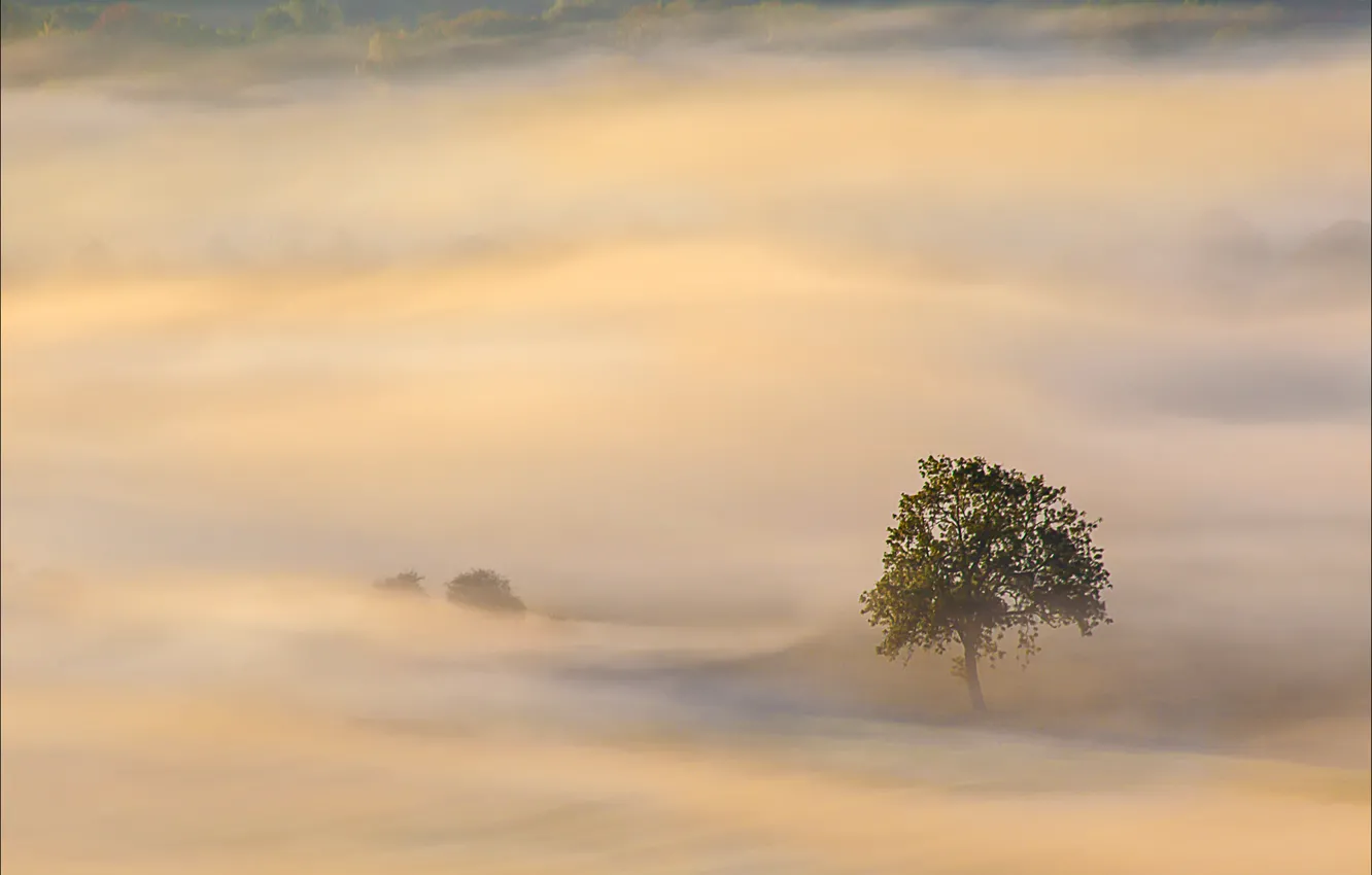 Фото обои деревья, туман, дерево, утро
