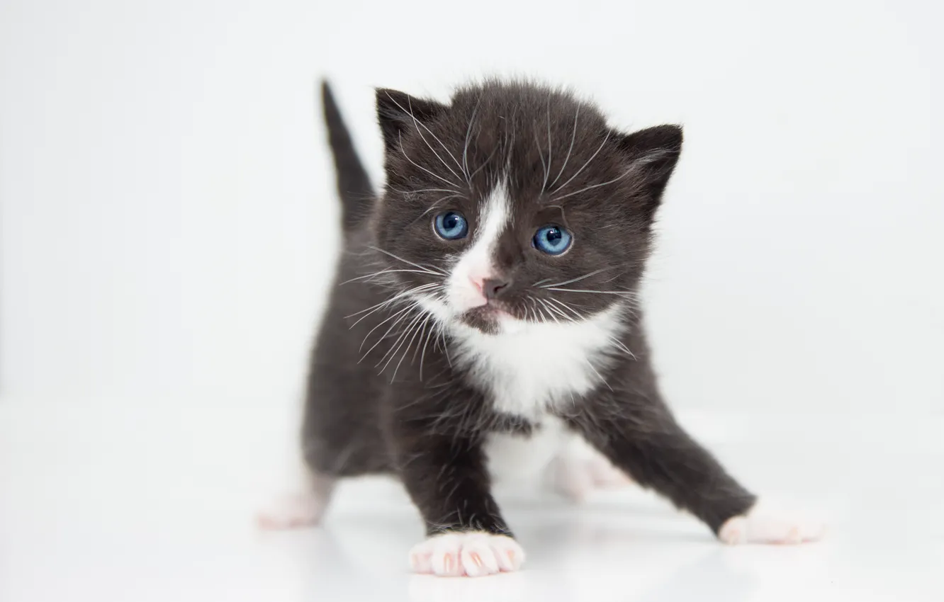 Фото обои кошка, взгляд, поза, милая, белый фон, черно-белое, котёнок, голубые глаза