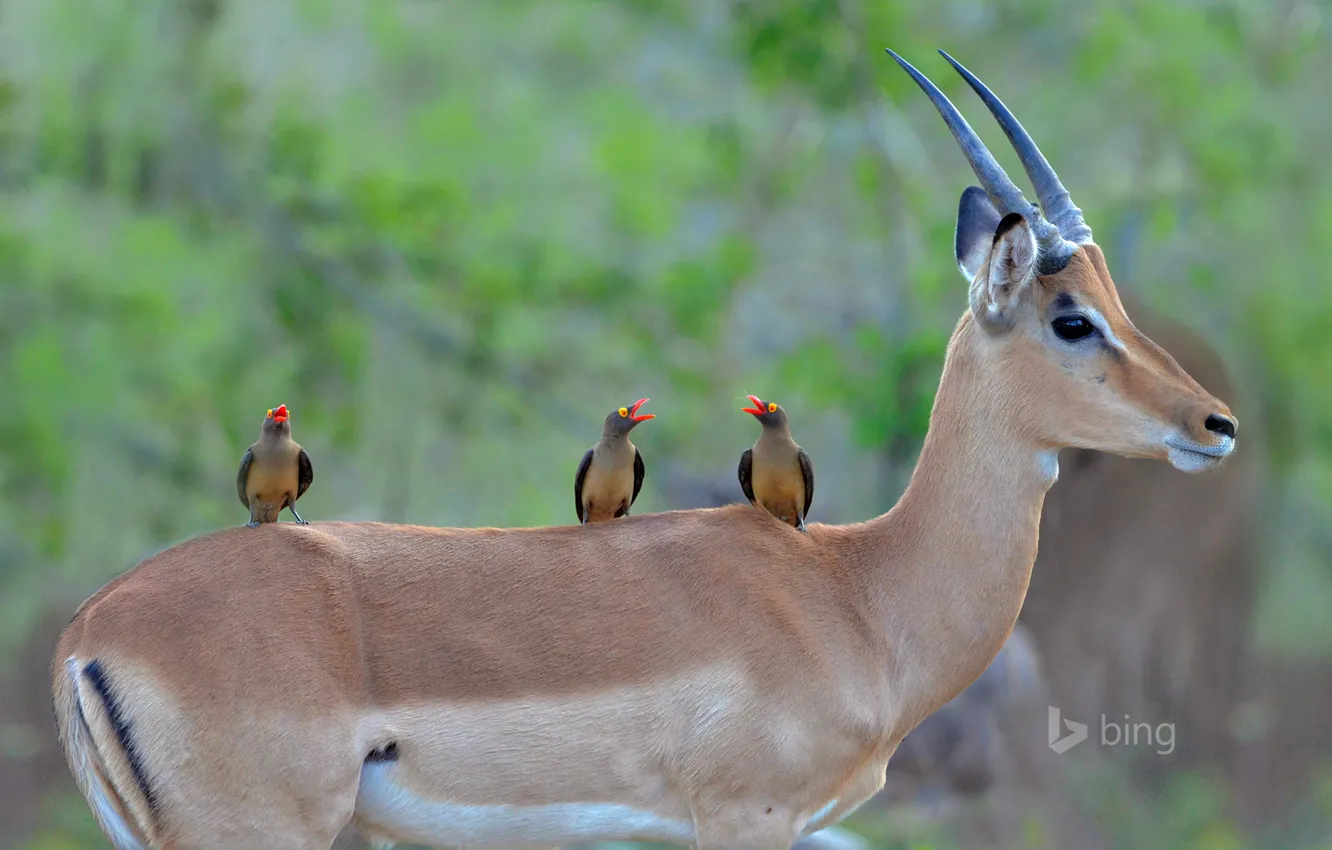 Фото обои птицы, цвет, клюв, рога, Африка, ЮАР, импала, чернопятая антилопа