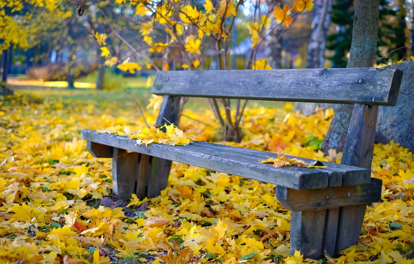 Фото обои осень, парк, листва, скамья, боке, скоро