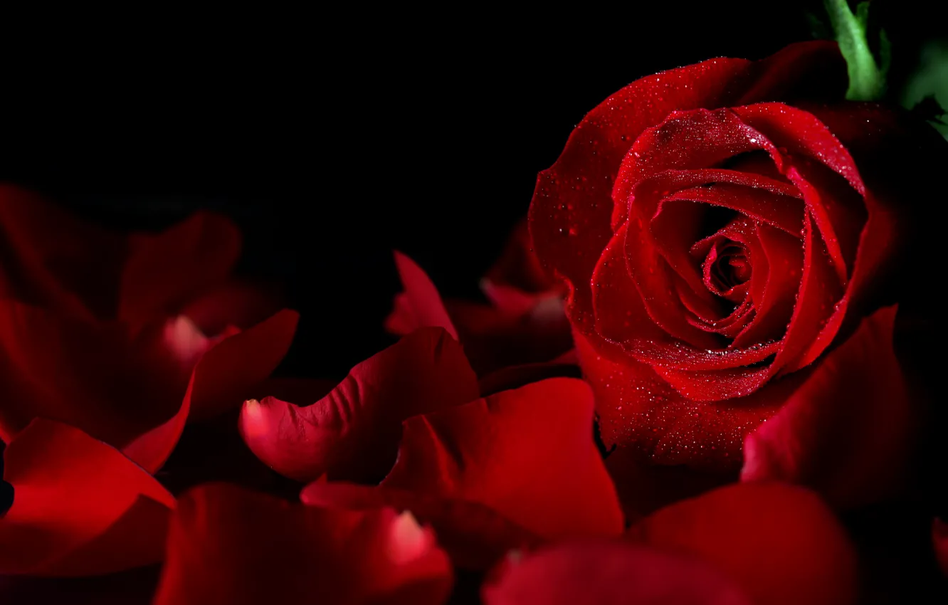Фото обои капли, цветы, фон, черный, роза, лепестки, бутон, красная