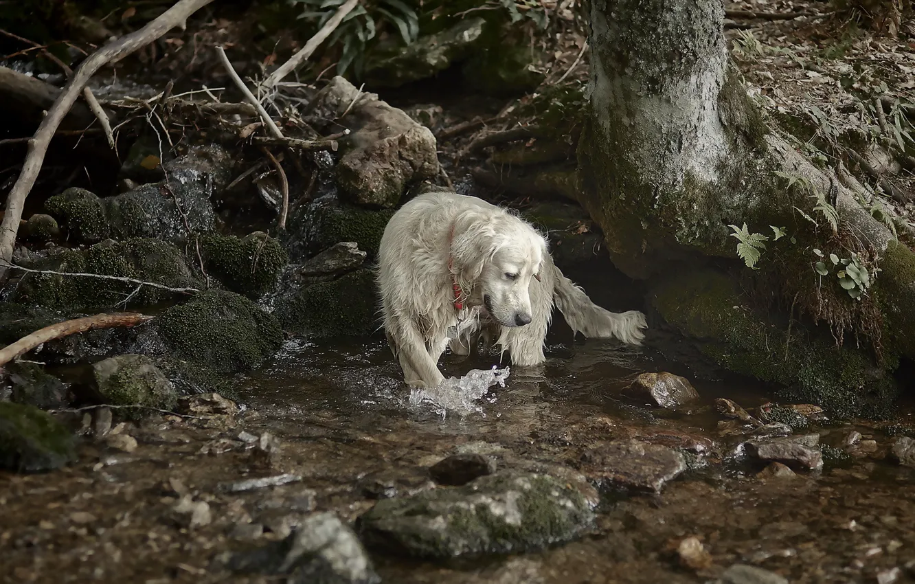 Фото обои природа, река, собака