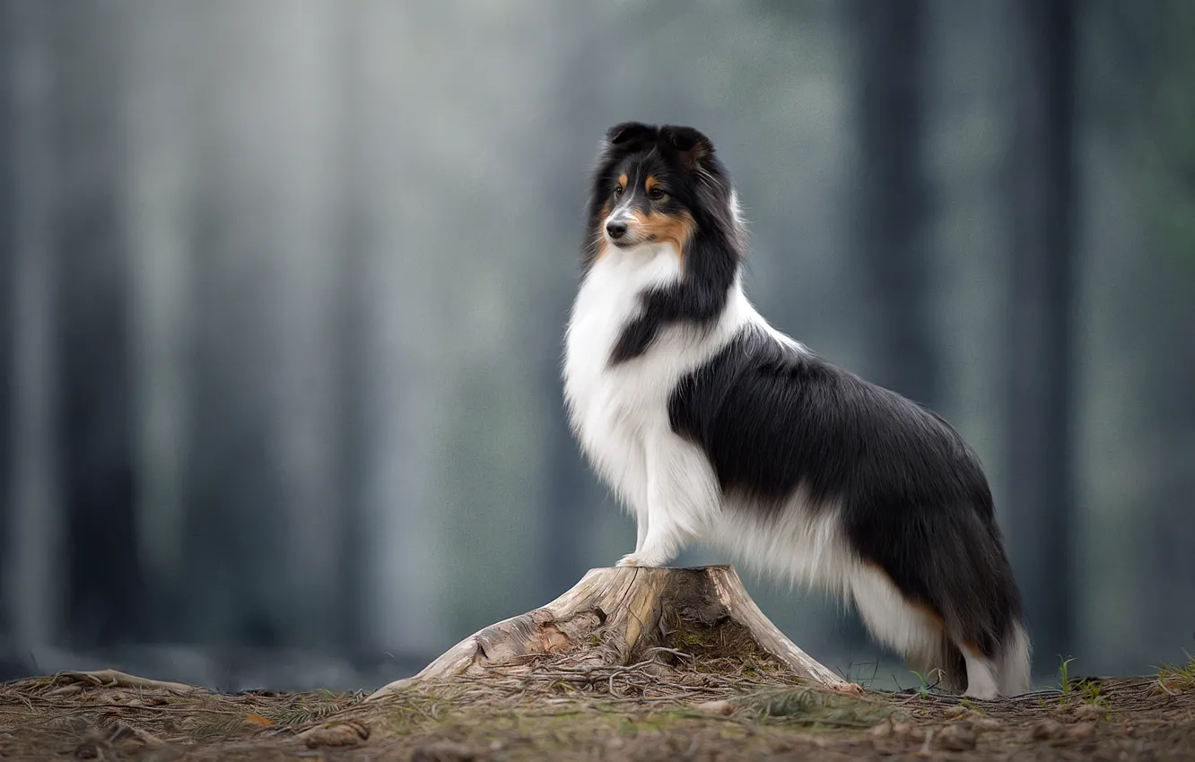 Фото обои фон, пень, собака, Шелти, Шетландская овчарка, Светлана Писарева