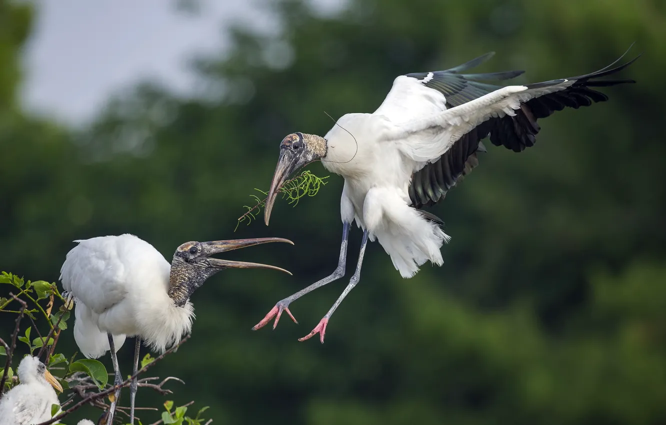 Фото обои птицы, природа, гнездо, Wood Storks (Mycteria americana)