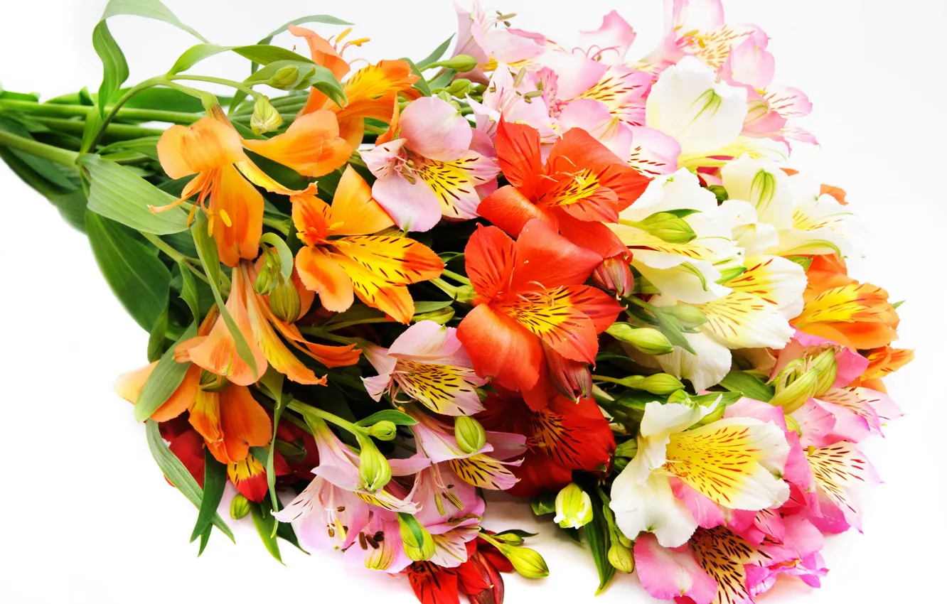 Фото обои цветок, цветы, букет, красивые, альстрёмерия, альстромерия