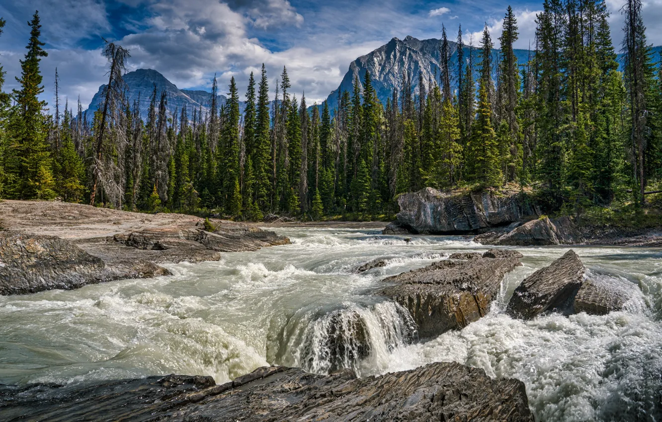 Фото обои лес, деревья, горы, река, Канада, Canada, British Columbia, Британская Колумбия