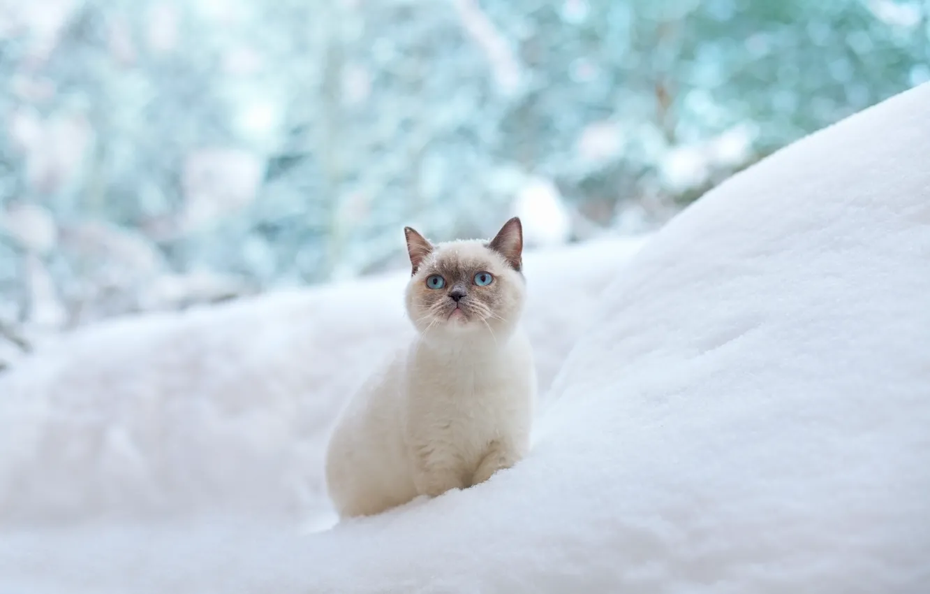 Фото обои зима, кошка, снег, голубые глаза, сугроб