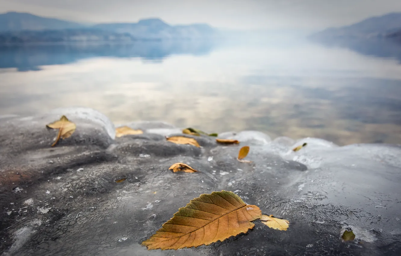 Фото обои листья, природа, лёд