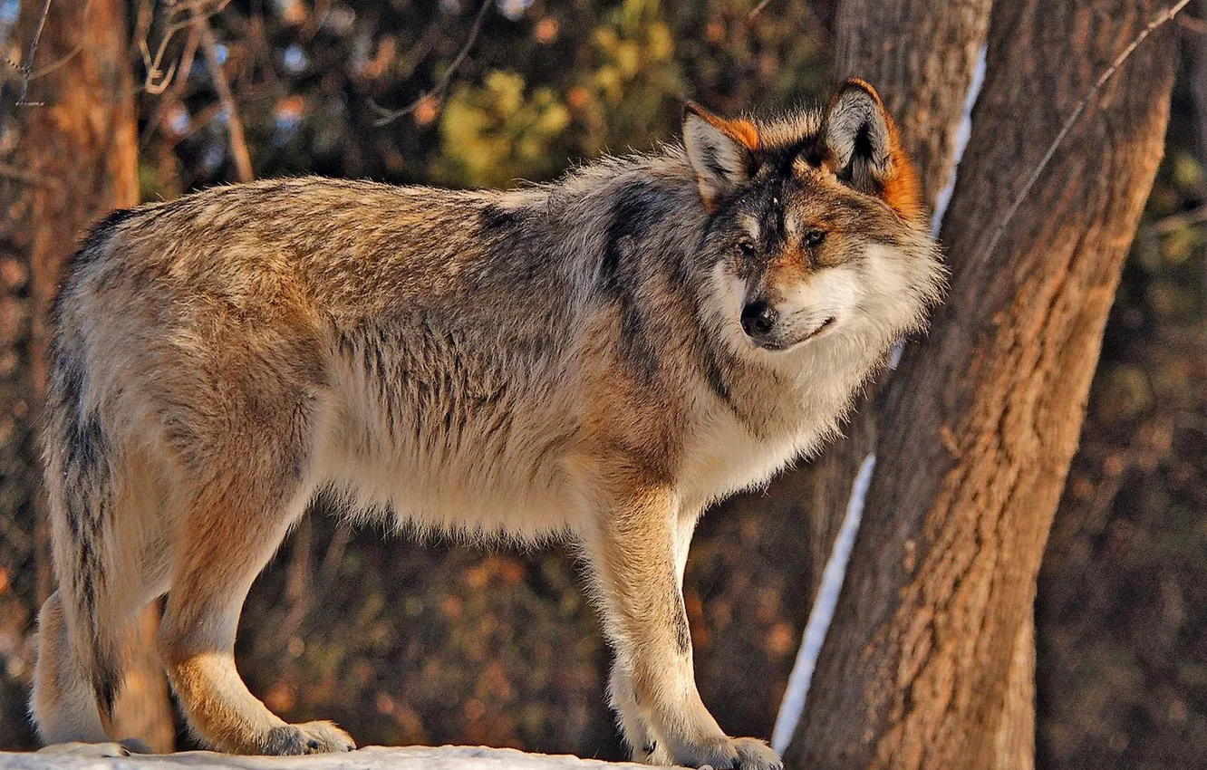 Фото обои nature, predator, animal, wolf, wildlife, portrait, portrait., Canis lupus. face