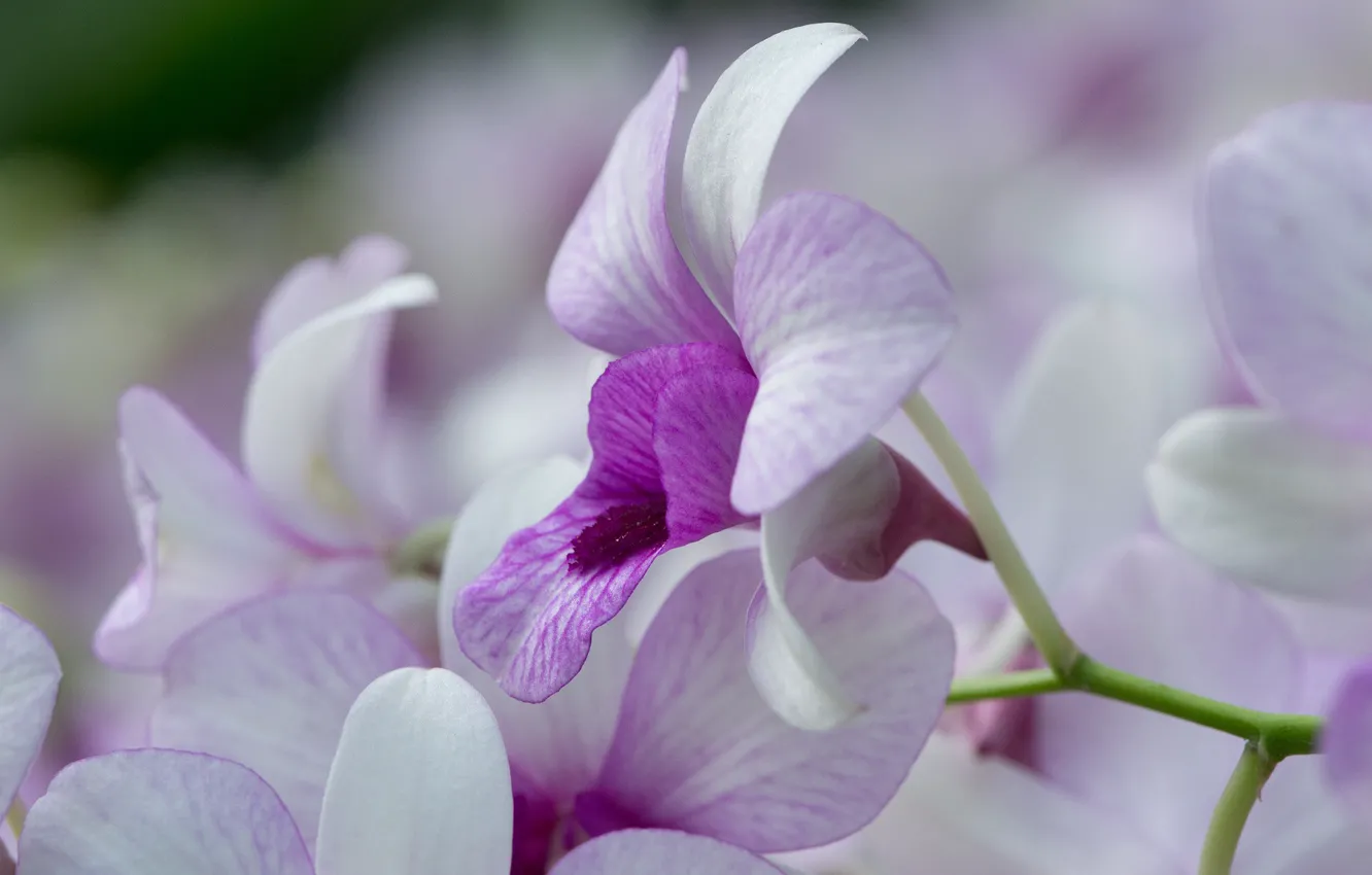 Фото обои фиолетовый, цветы, ветка, Орхидея
