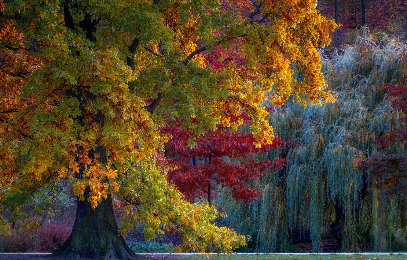 Фото обои осень, деревья, парк, дерево