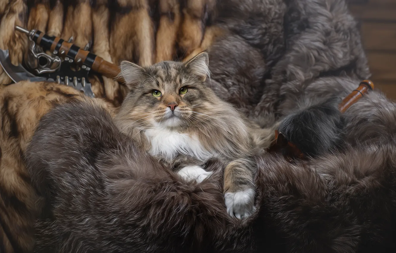 Фото обои кот, животное, меха, Светлана Писарева