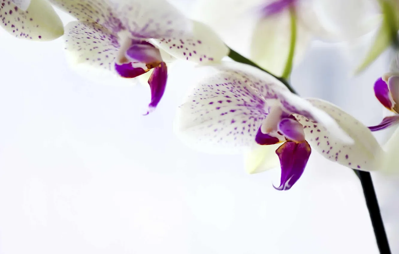 Фото обои цветы, белая, орхидея, фаленопсис