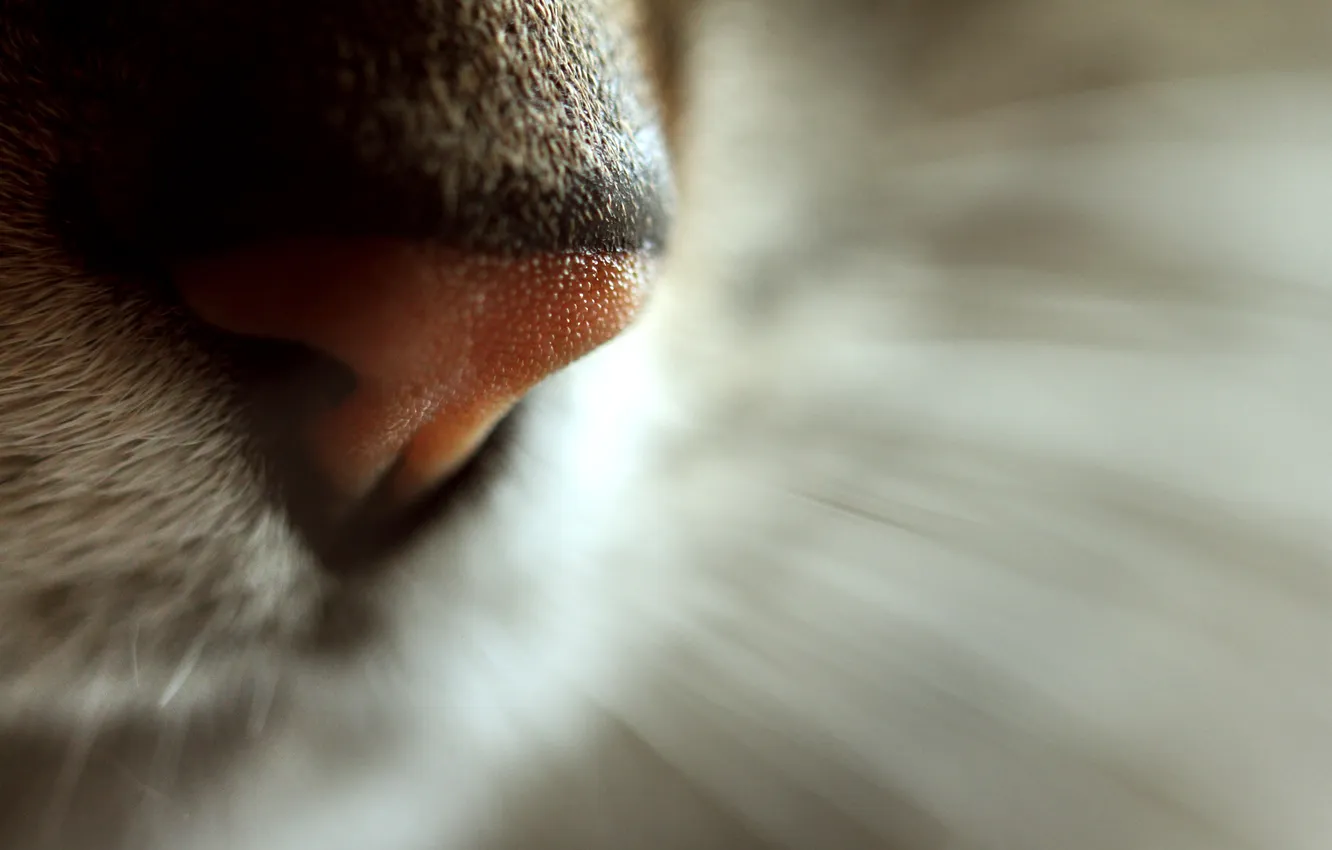 Фото обои кот, усы, макро, нос