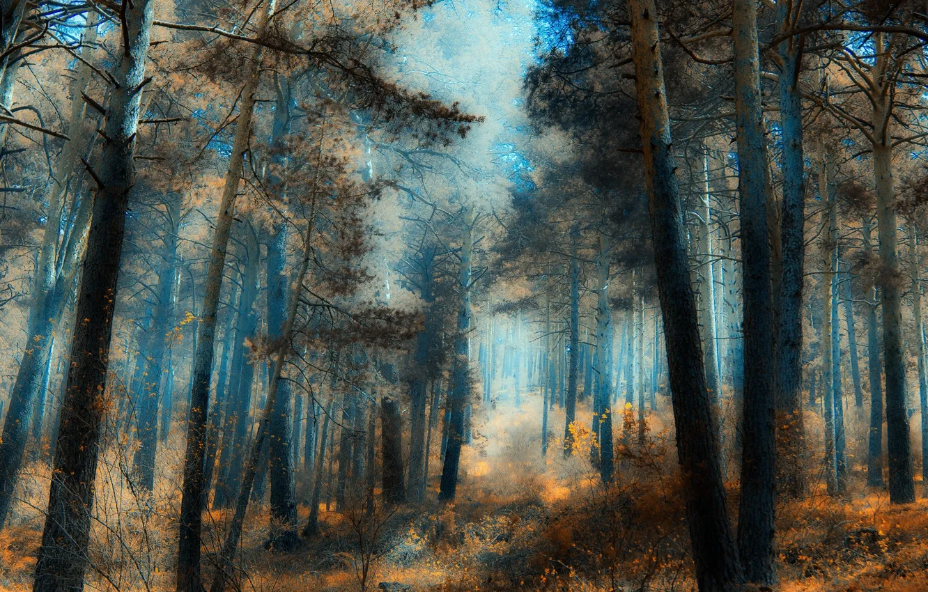 Фото обои лес, деревья, яркость
