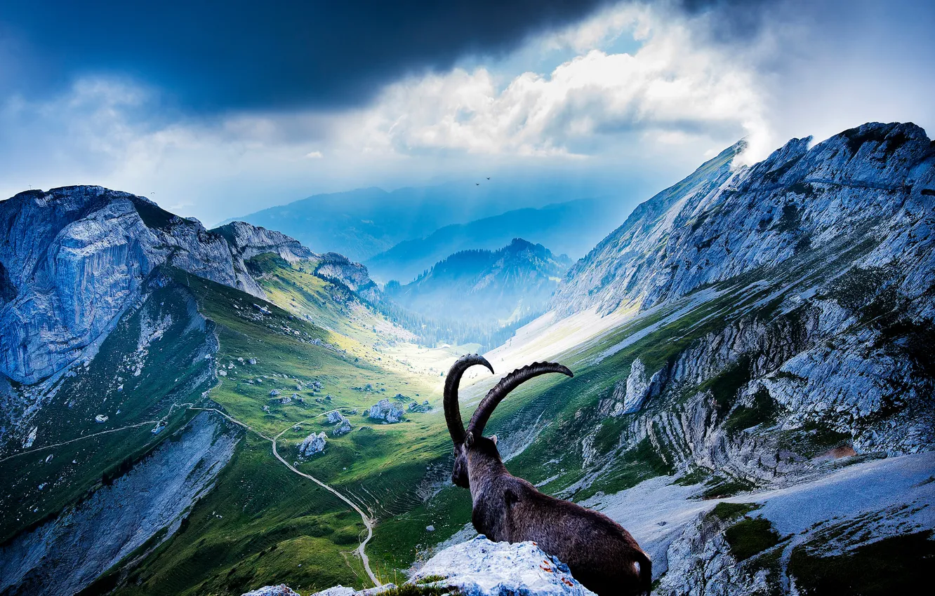 Фото обои горы, животное, козел, долина, Mount Pilatus