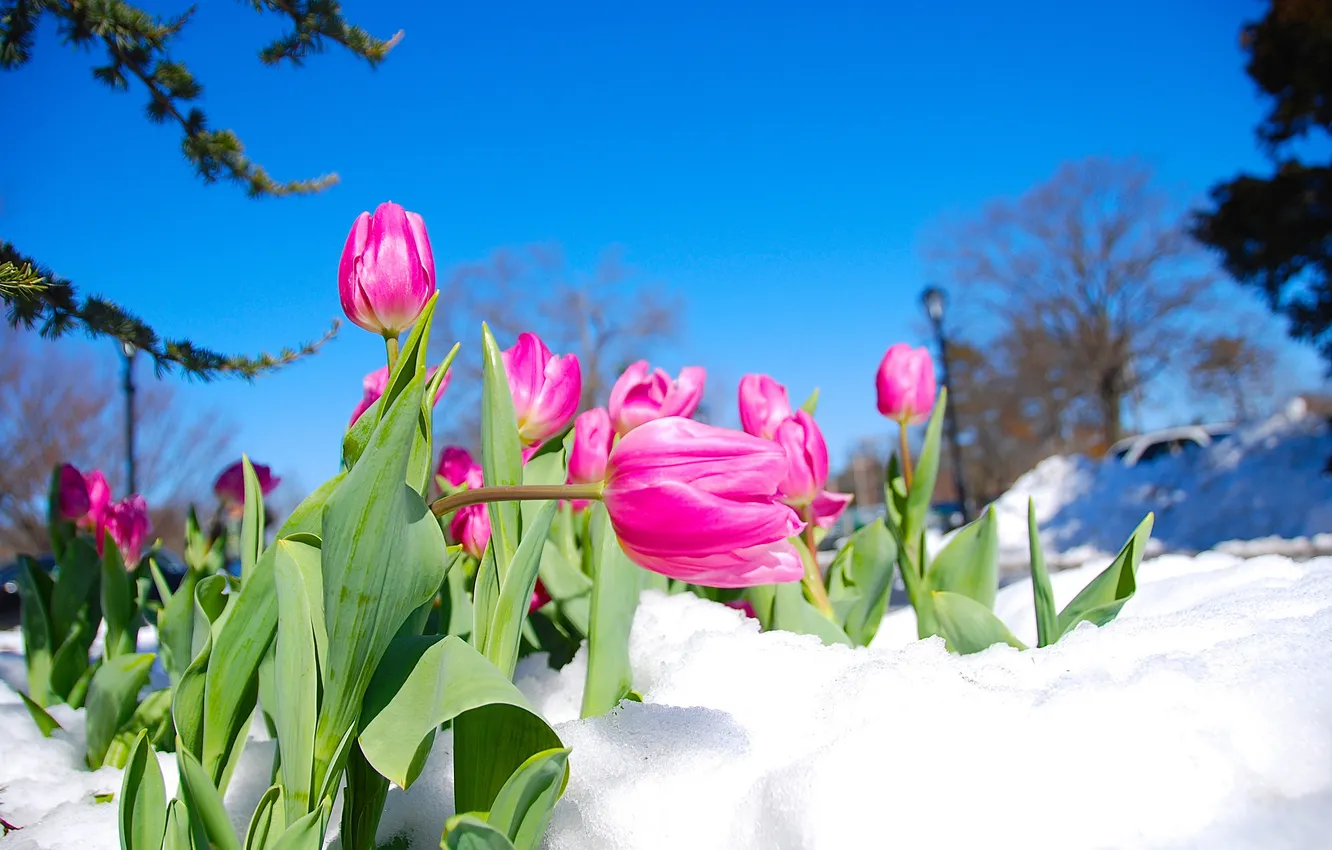 Фото обои небо, снег, цветы, тюльпаны