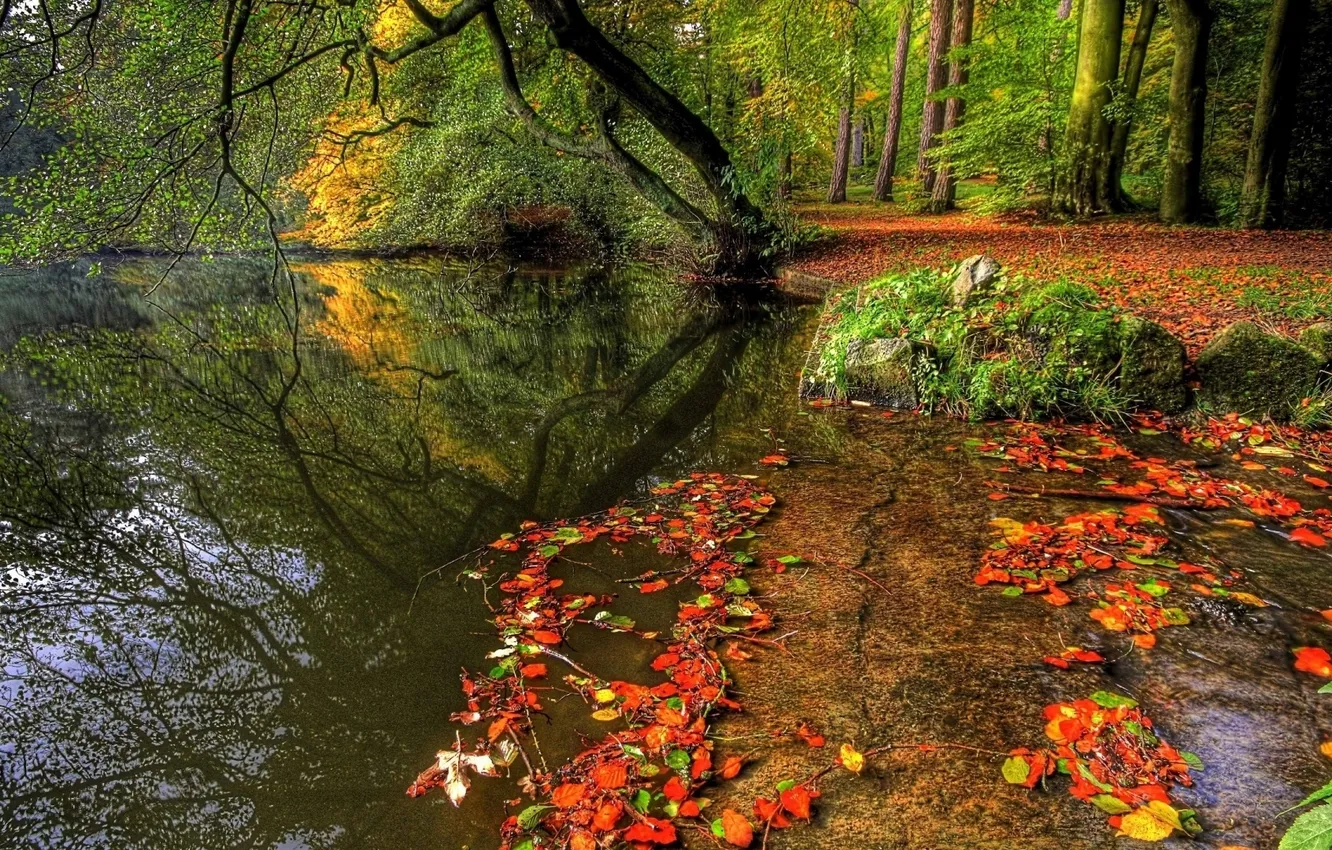 Фото обои лес, вода, отражение, Осень
