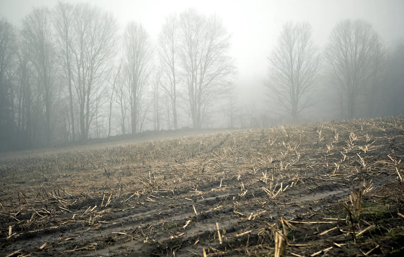 Фото обои поле, пейзаж, туман