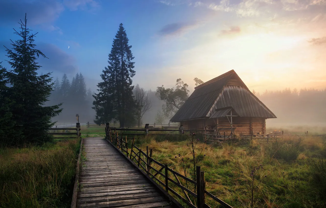 Фото обои поле, туман, ели, домик, мостик