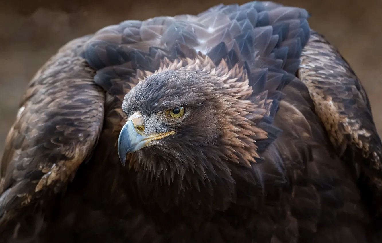 Фото обои птица, Golden eagle, Aquila chrysaetos