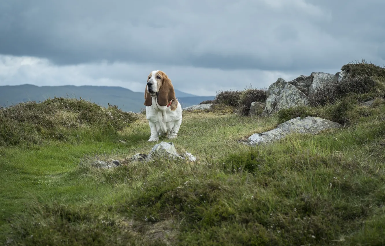 Фото обои небо, трава, тучи, камни, собака, национальный парк, Уэльс, Бассет-хаунд