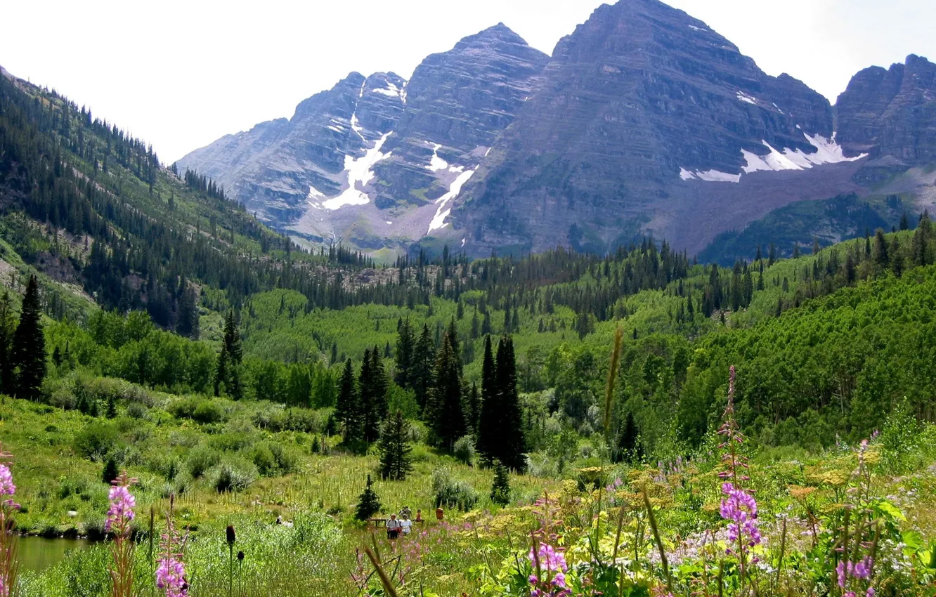 Фото обои лес, цветы, горы, Колорадо, Colorado, Maroon Bells with wild flowers