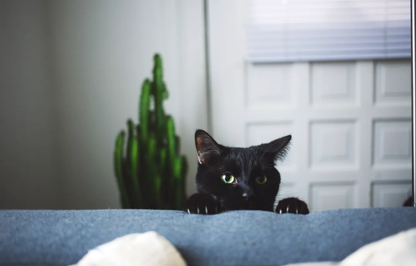 Фото обои кот, черный, когти, смотрит