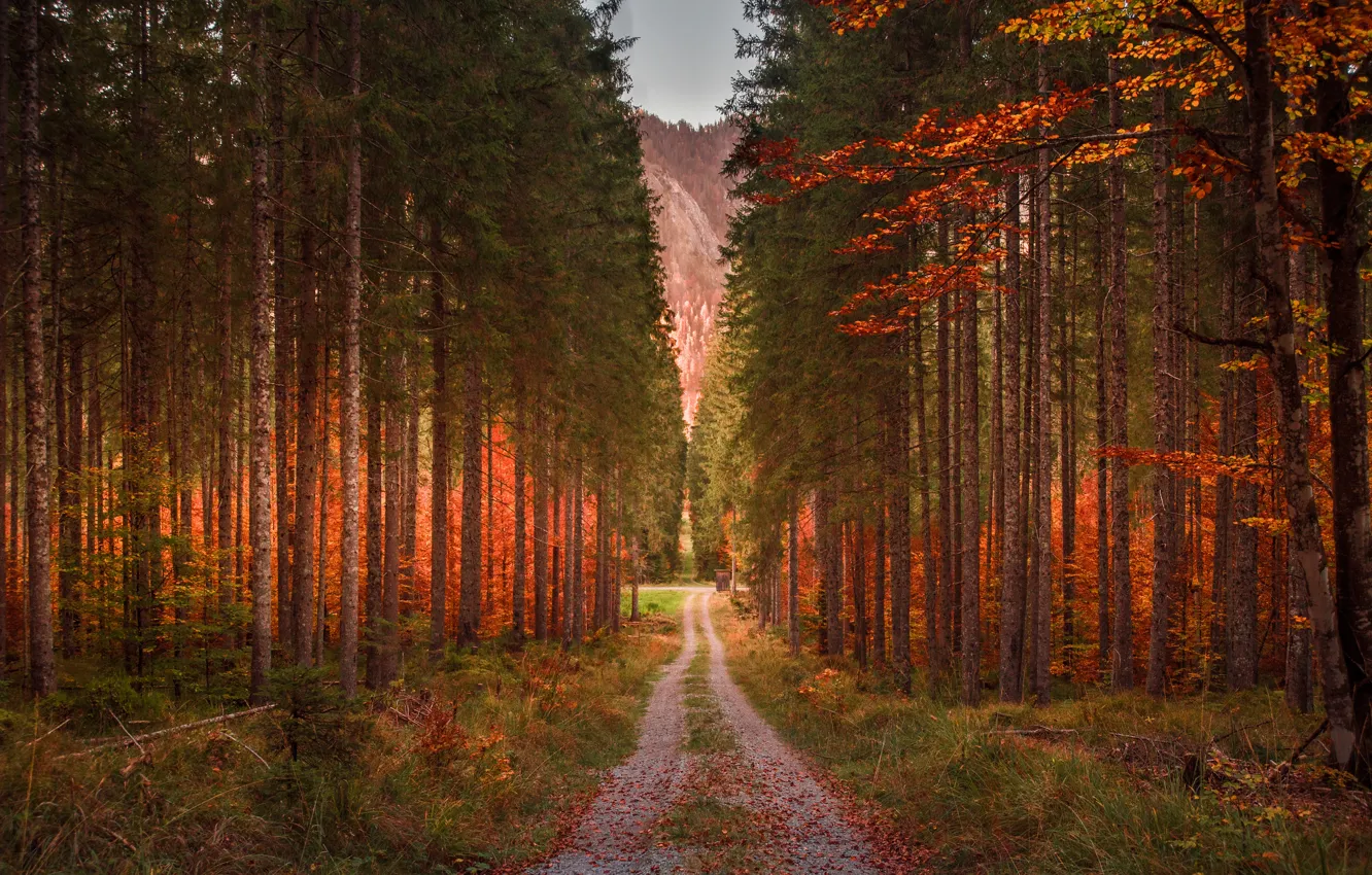 Фото обои дорога, лес, трава, листья, деревья, горы, ветки, природа