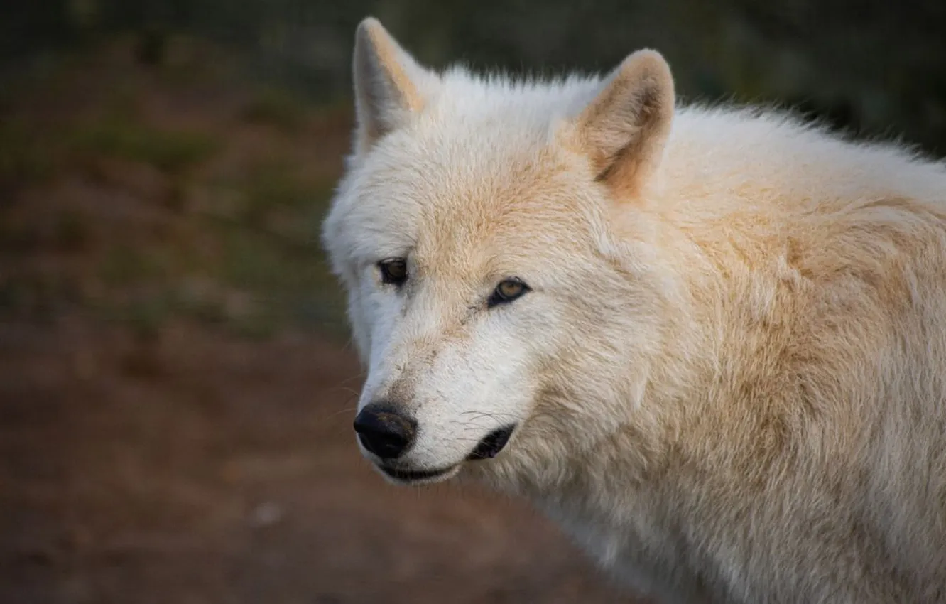 Фото обои nature, face, animal, wolf, wildlife, head, fur, mammal