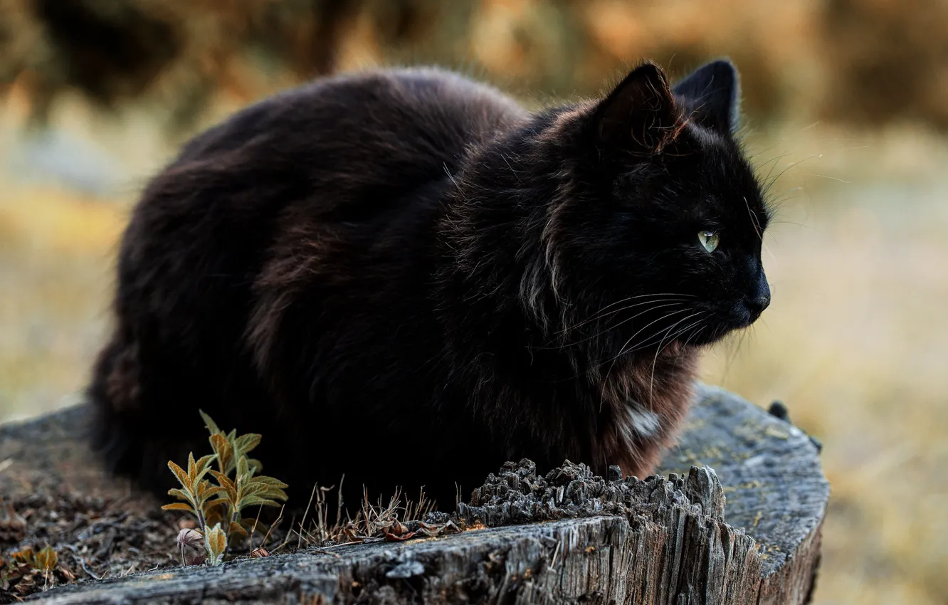 Фото обои пень, чёрная кошка, чёрный кот, Rodrigo Godinez