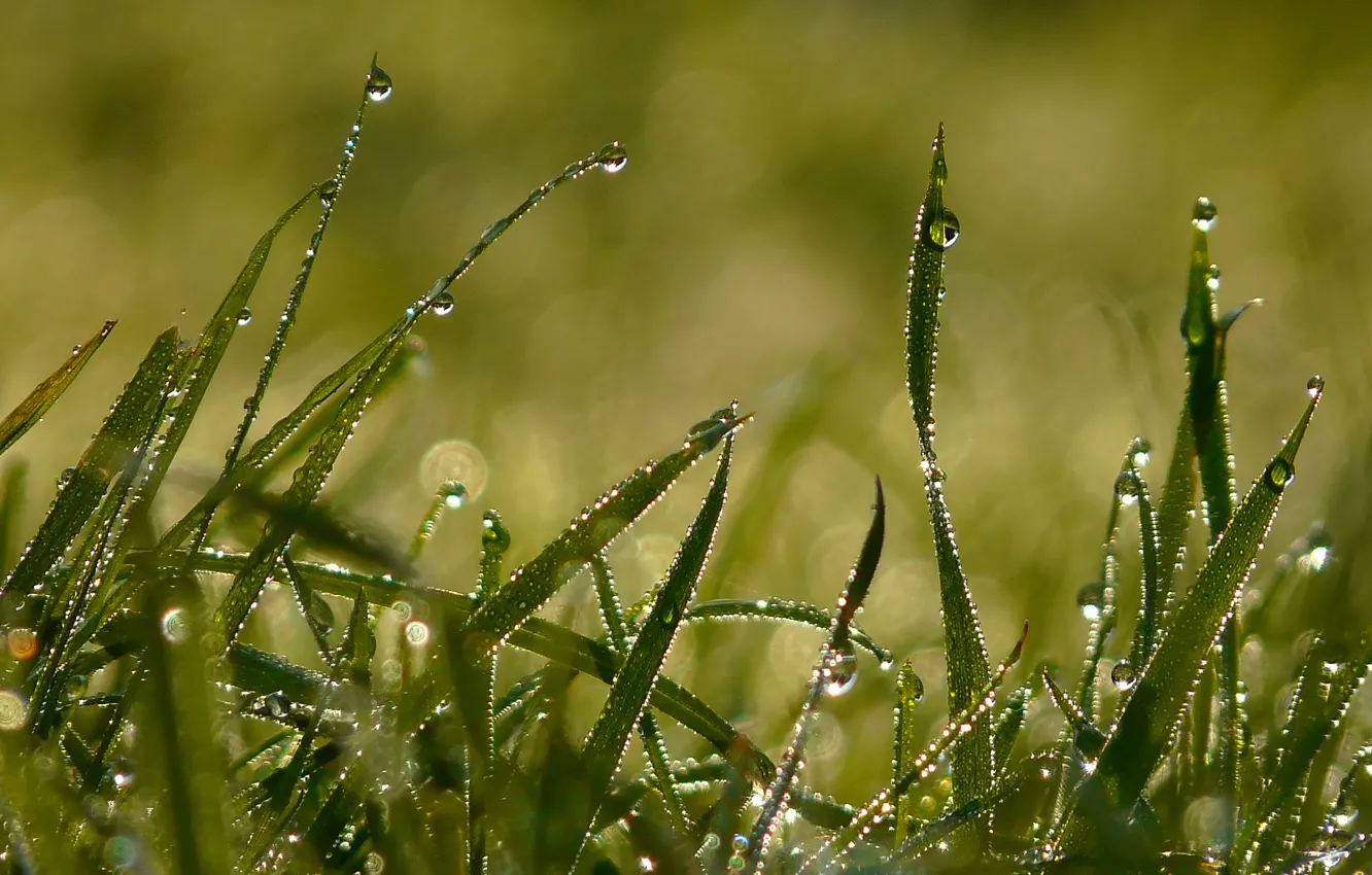 Фото обои лето, трава, капли, свет, роса, утро