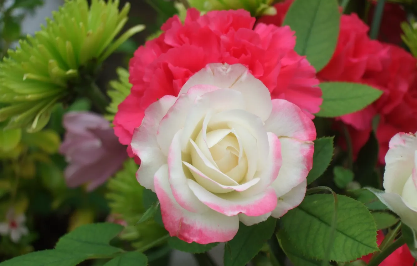 Фото обои Роза, белая, rose, white