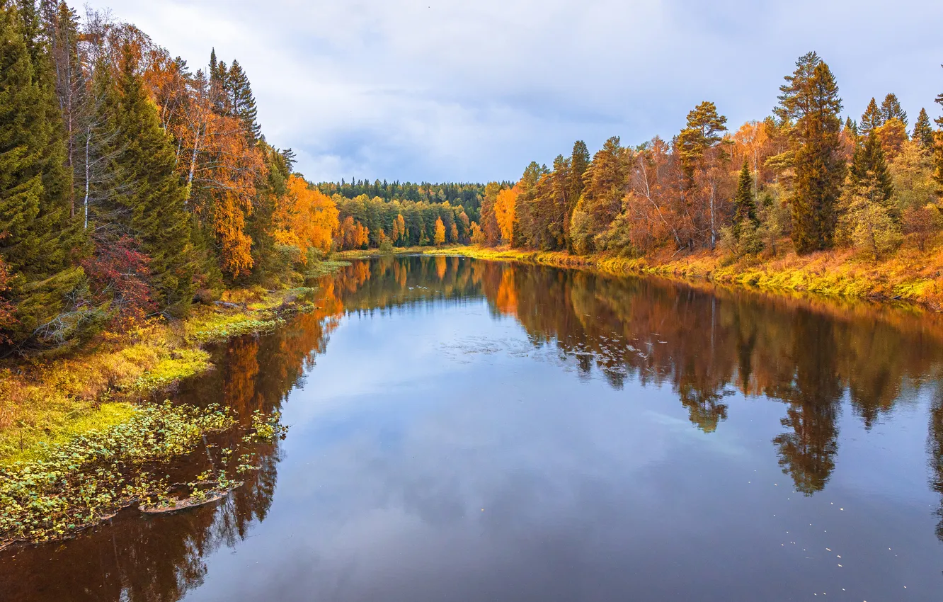 Фото обои forest, trees, water mirror
