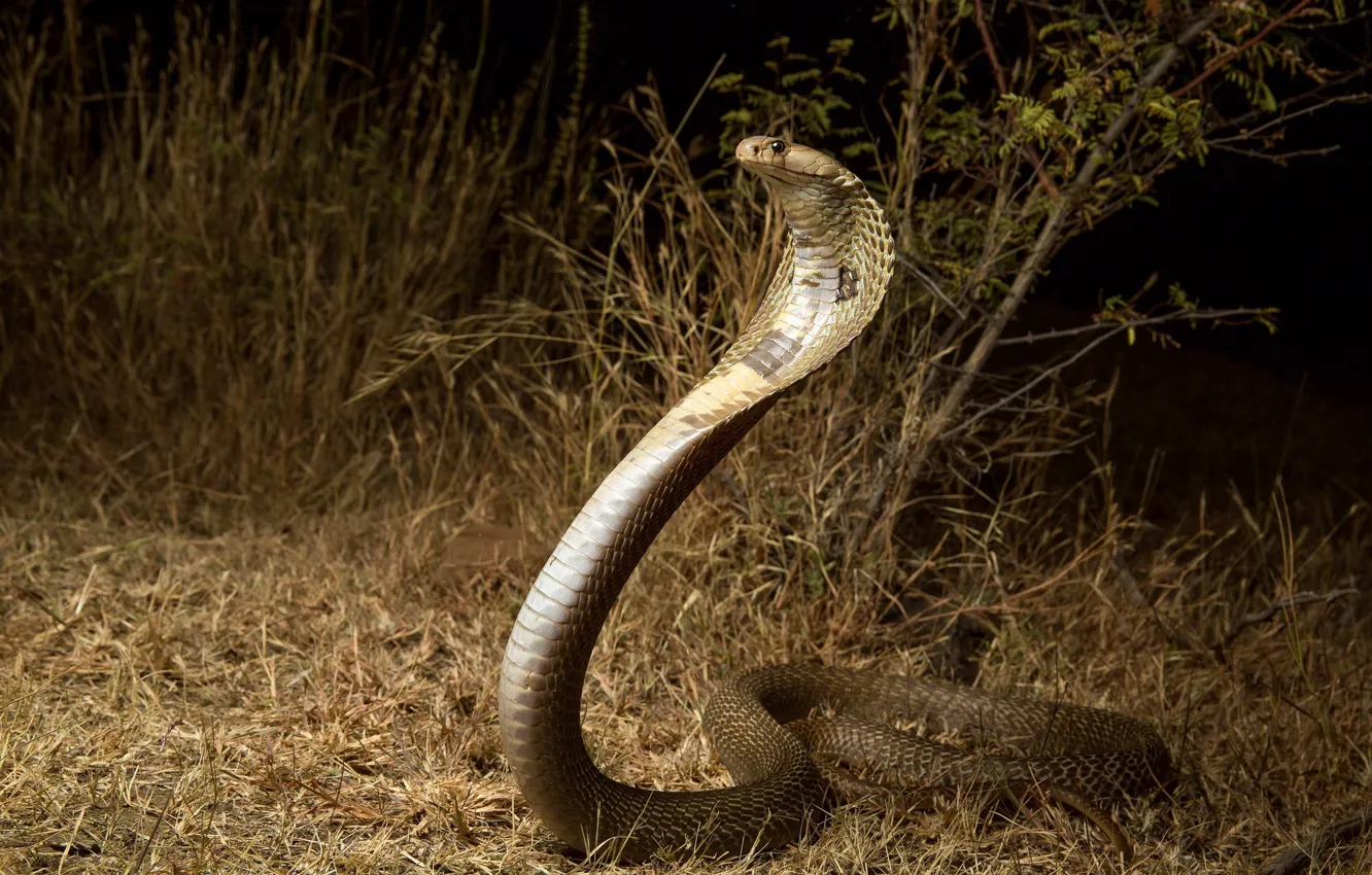 Фото обои природа, змея, кобра