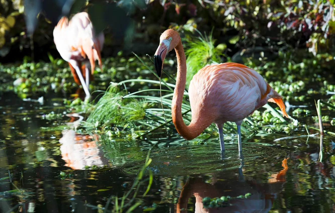 Фото обои заросли, птица, грация, фламинго, водоём