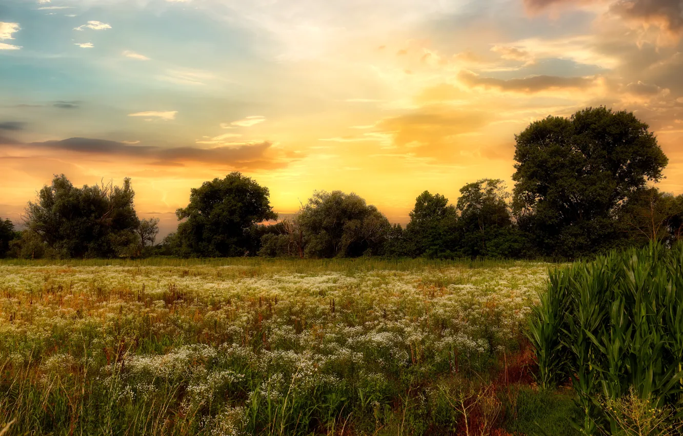 Фото обои поле, лето, небо, облака, свет, деревья, закат, цветы