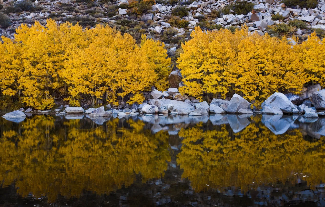 Фото обои осень, деревья, желтый, озеро, отражение, камни, берег, склон