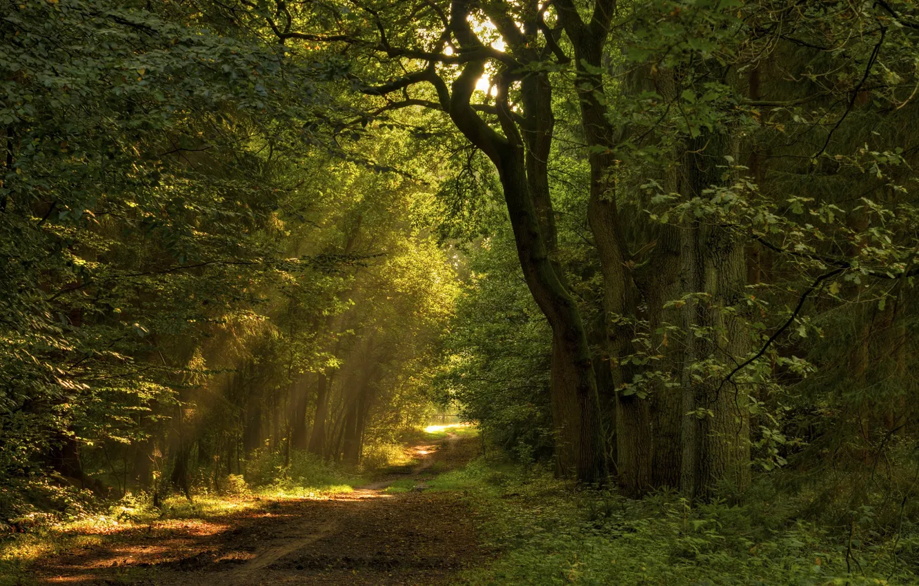 Фото обои дорога, лес, листья, солнце, лучи, свет, деревья, природа