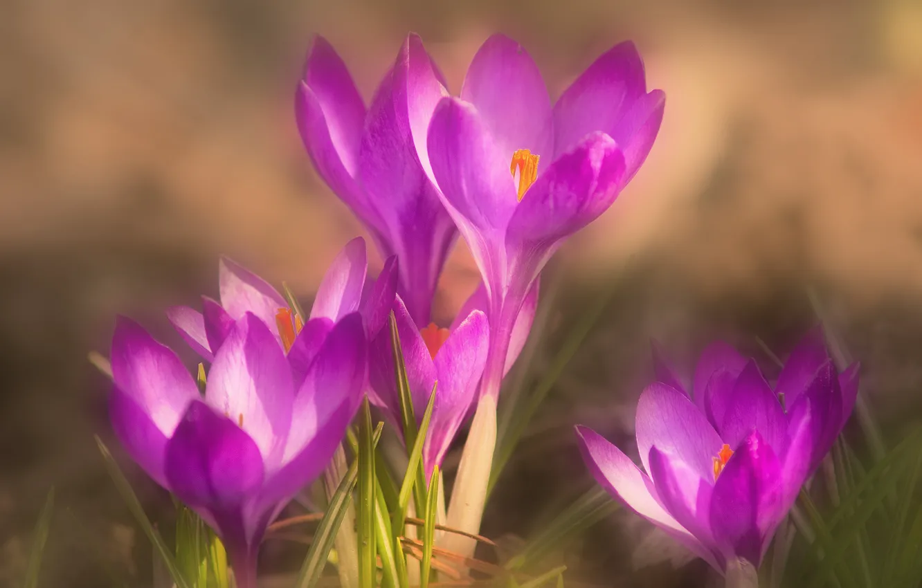 Фото обои макро, весна, крокусы, шафран