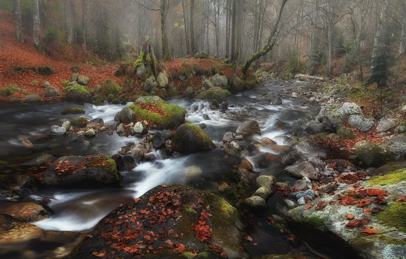 Фото обои лес, природа, река, камни