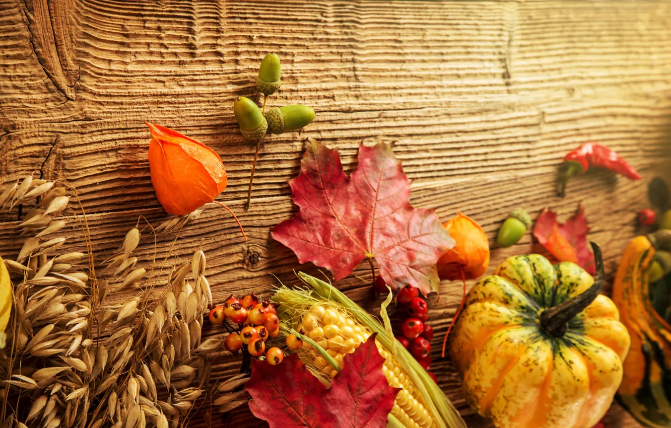 Фото обои осень, листья, ягоды, дерево, кукуруза, урожай, тыква, желуди