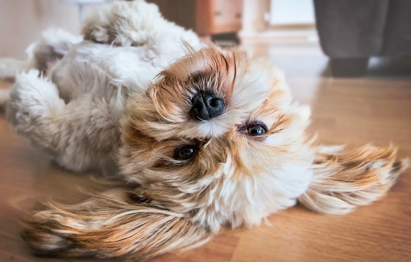 Фото обои puppy, dog, cute, japanese, lhasa apso