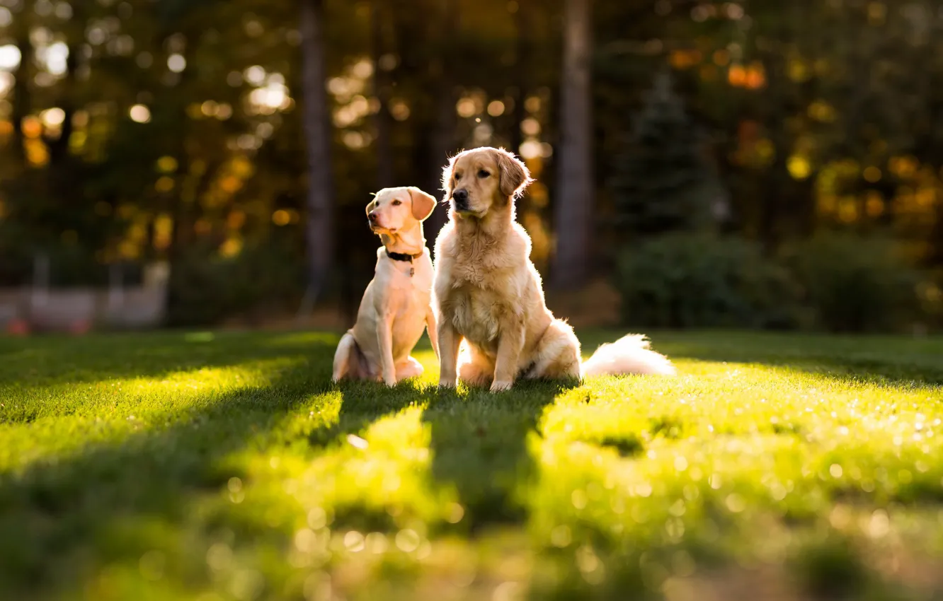 Фото обои собаки, лето, трава, пара, dog