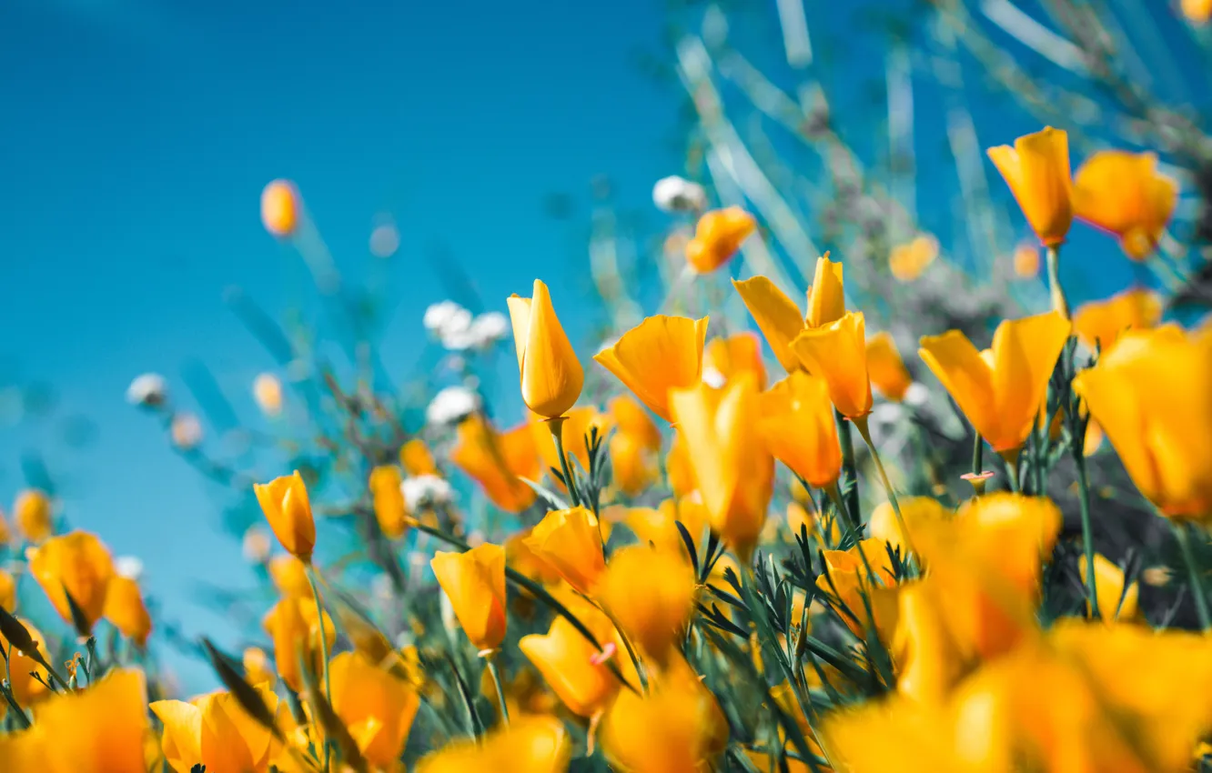 Фото обои summer, flowers, yellow tulips