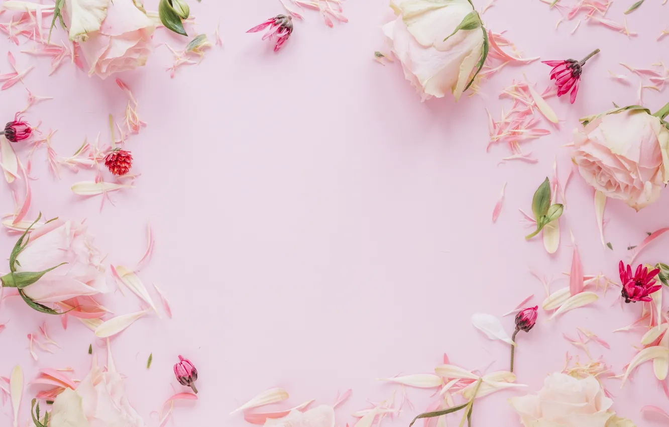 Фото обои цветы, розы, рамка, лепестки, colorful, розовые, pink, flowers