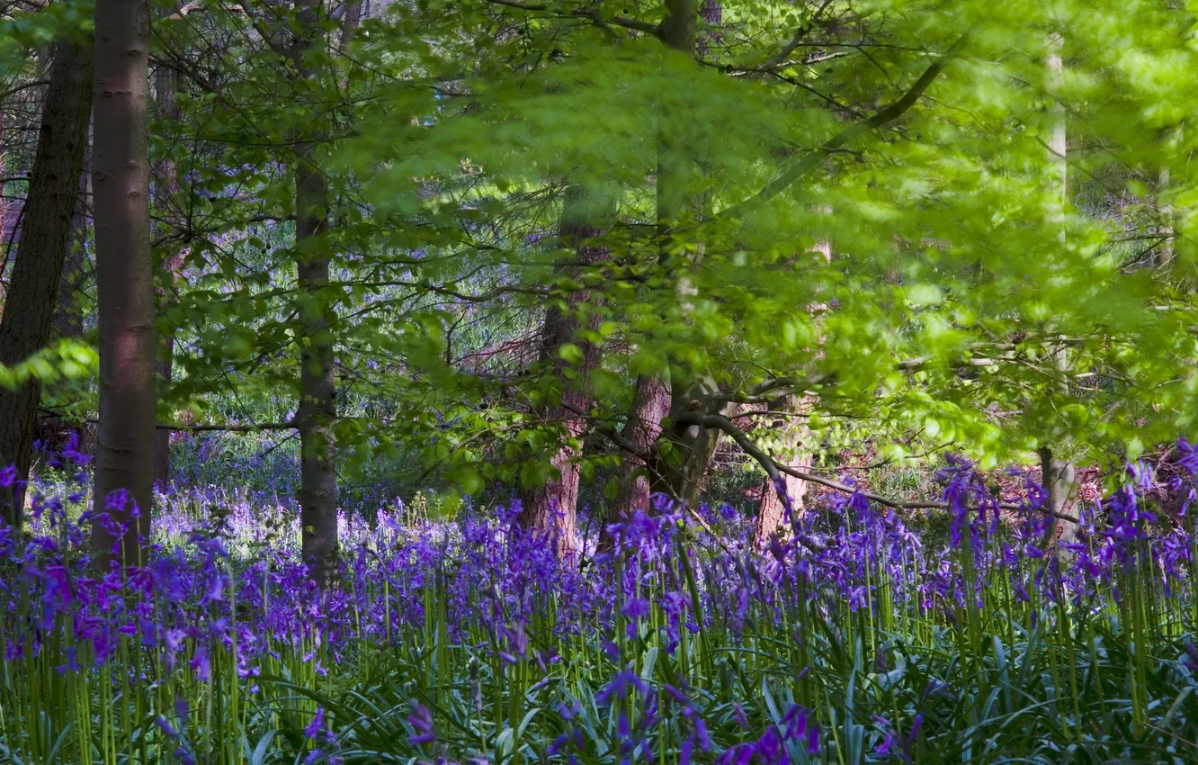 Фото обои лес, трава, деревья, цветы