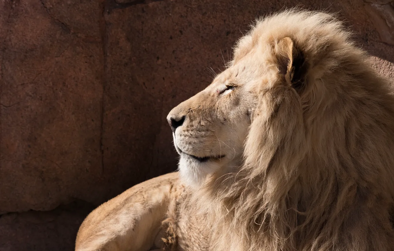 Фото обои морда, хищник, мощь, грива, профиль, дикая кошка, белый лев