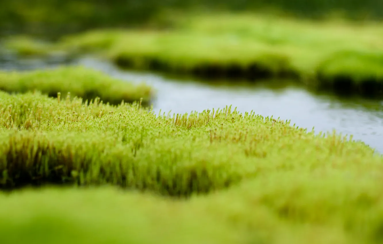 Фото обои зелень, трава, вода, болото