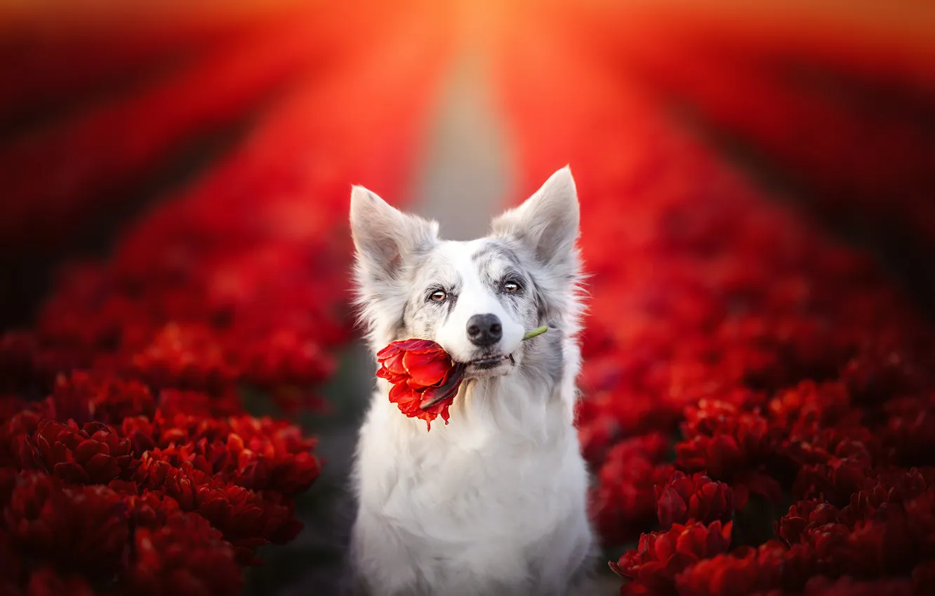 Фото обои поле, морда, цветы, собака, красные тюльпаны, Бордер-колли